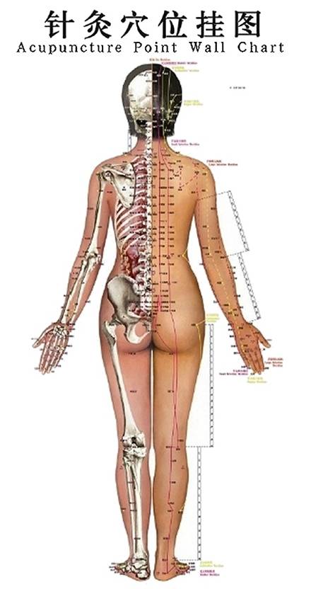 Descripci�n: Acupuntura1.jpg