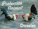 Dossier de Proteccin animal, lidia de gallos