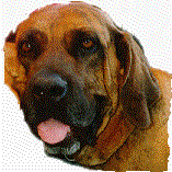cabeza de Boa