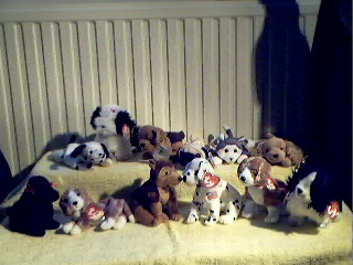 Dogs