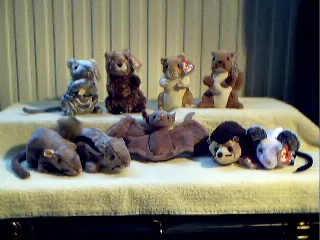 Rodents