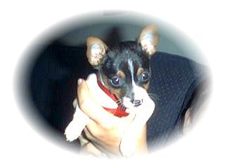 /user/babygizmo102899.jpg