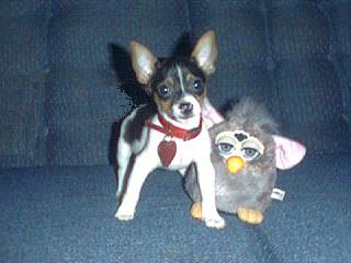 /user/gizmoandfurby1112199.JPG