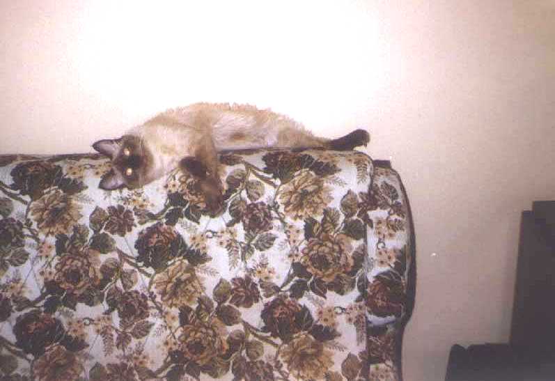 Mayo6
