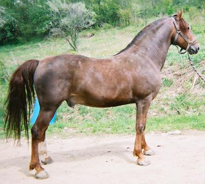 Cheyenne