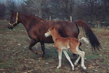 Raine and Magic