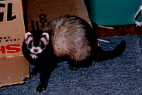 Ricky