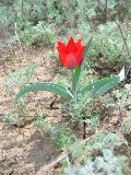 Pic of tulip