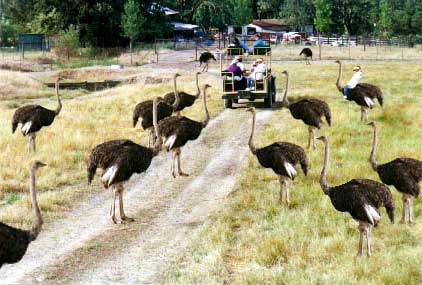 Ostrich farm