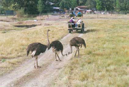Ostriches