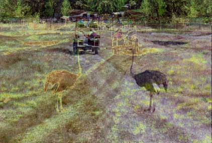 Ghosts of Safari West