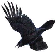 Raven