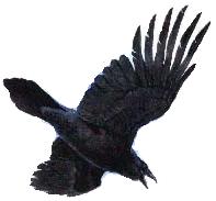 Raven