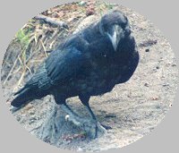 RAVEN SPEAKS