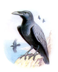 Raven