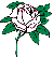 White Rose