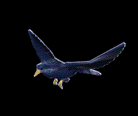 bird