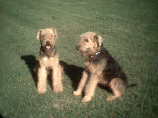 Dog Breeders Directory