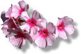 Pink Flowers
