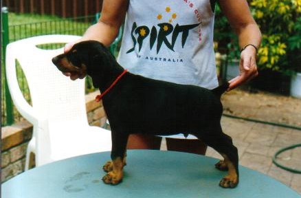 Saintly, the day we brought him home.&nbsp; He was 7 weeks old.
