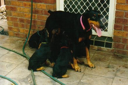 Saintly is the pup with the red collar.
