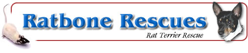 Ratbone Rescues - Rat Terrier Rescues
