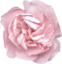 carnation