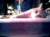 pets page jpg 5kb