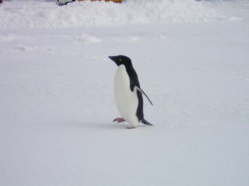 Curious Adelie Penguin, Davis Station, Antarctica