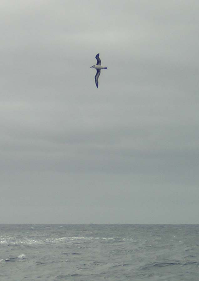 Wandering Albatross, Southern Ocean
