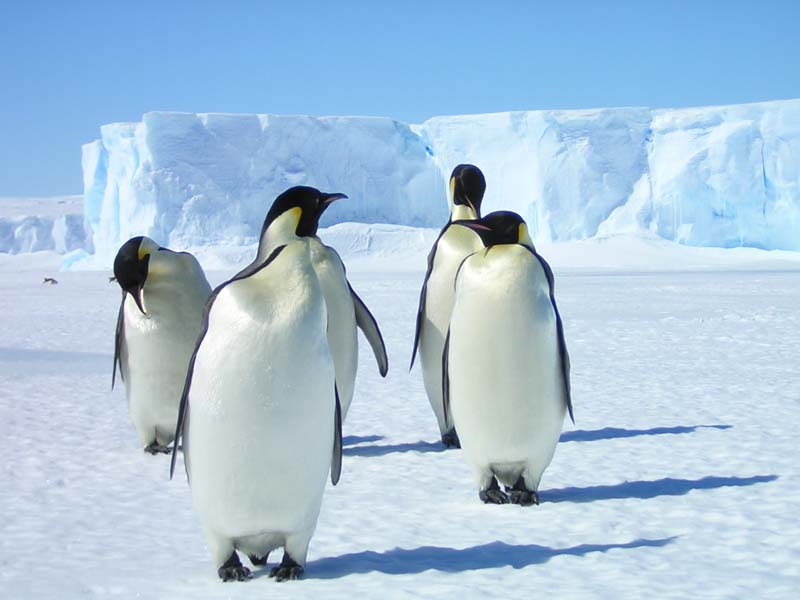Curious Emperors at the Taylor Glacier Edge, East Antarctica