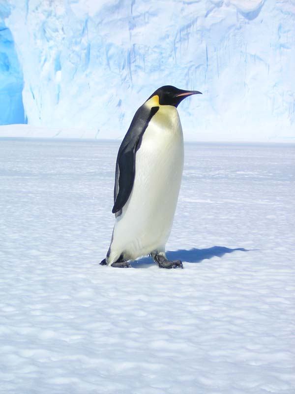 Emperor walks by the Taylor Glacier, East Antarctica