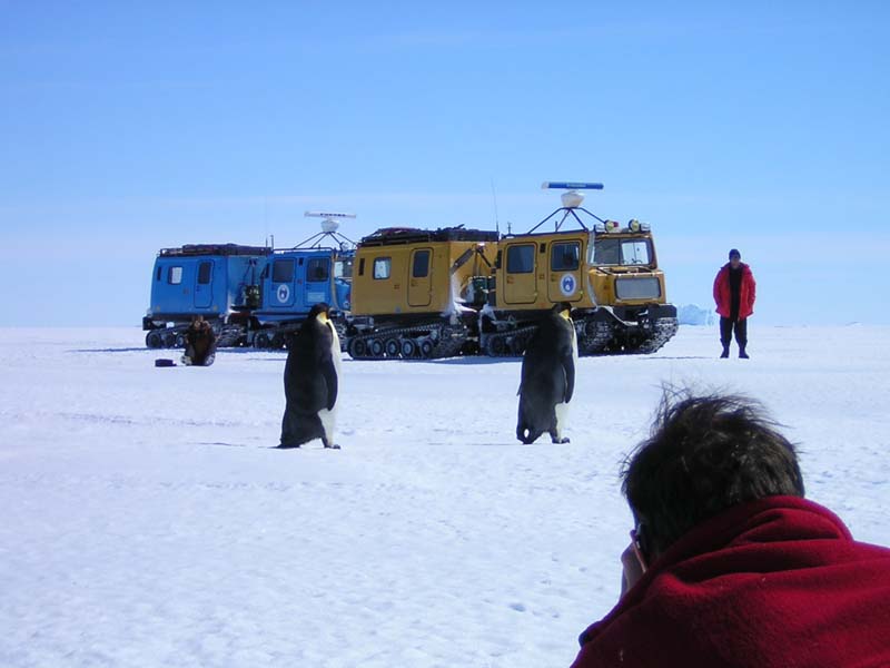 Emperor Penguins saying Hi, East Antarctica