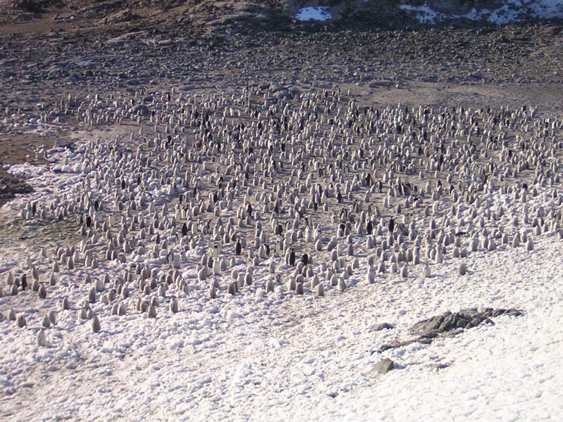 Taylor Emperor Penguin Rookery, East Antarctica