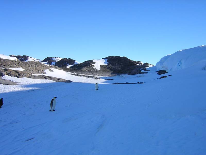 Taylor Emperor Penguin Rookery, East Antarctica