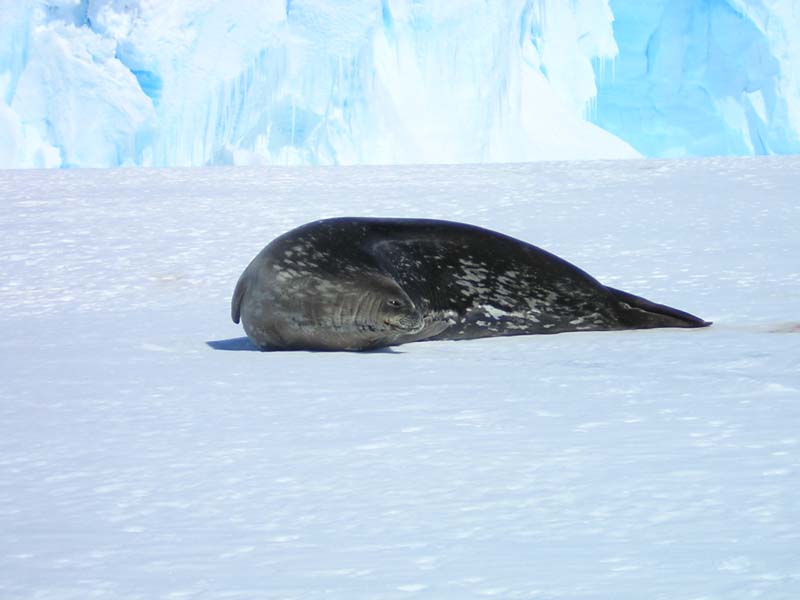 Weddel Seal by the Taylor Glacier Edge, East Antarctica