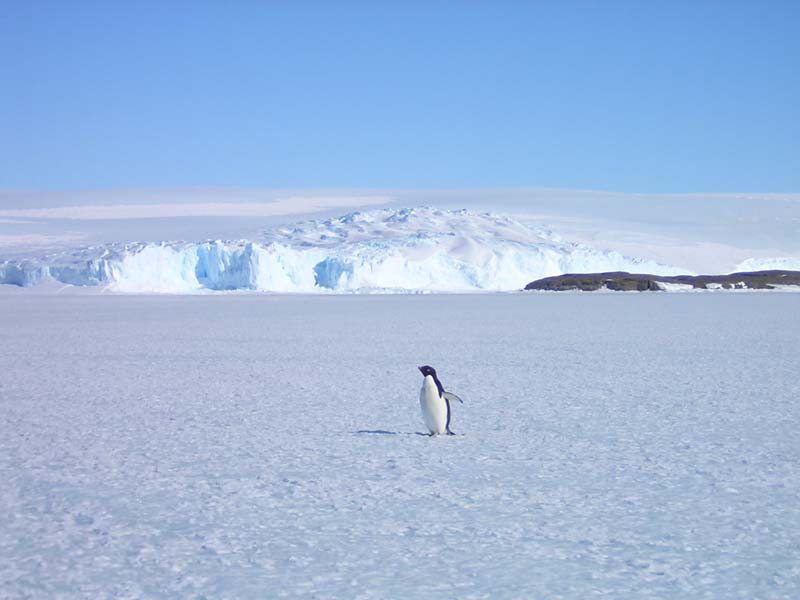 Adelie Penguin on Sea Ice near Mawson Station, Antarctica