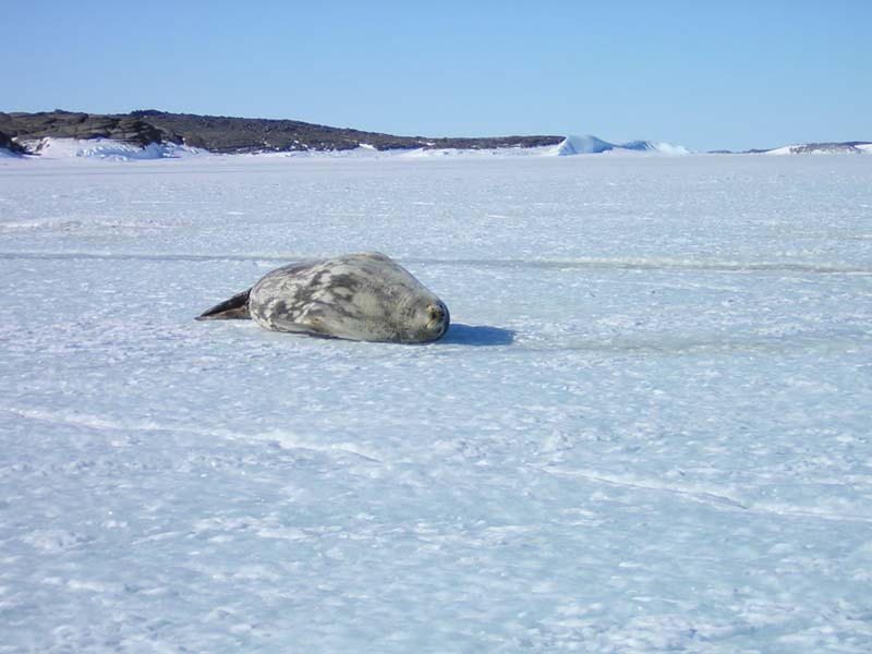 Weddel Seal on Sea Ice near Mawson Station, Antarctica