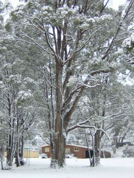 Bronte Park Highlands, Tasmania