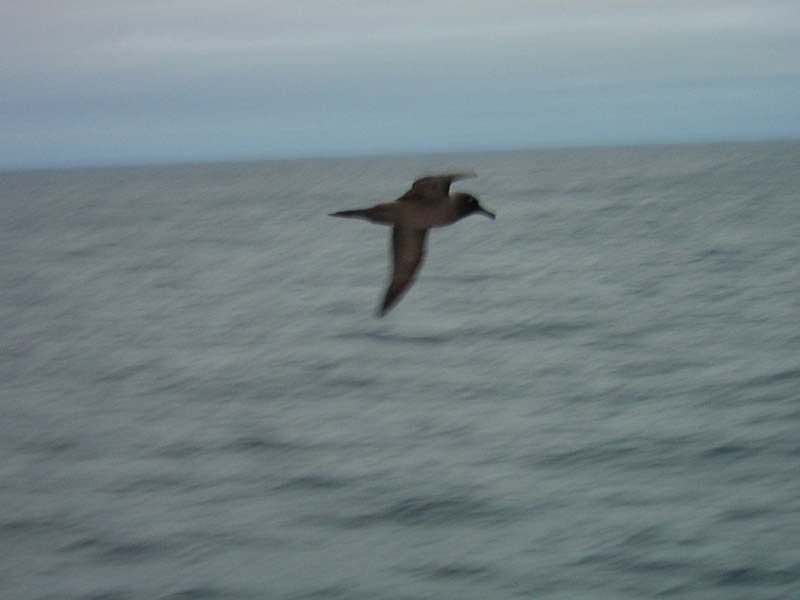 Sooty Albatross, Southern Ocean