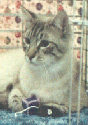 Grandma Chris' Cat, Dusty