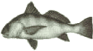 3217 bytes black drum