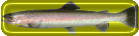 rainbow trout button