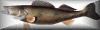walleye button