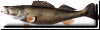beveled walleye