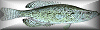 crappie button