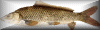 carp button