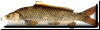 button carp
