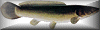 bowfin button