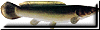 bowfin button